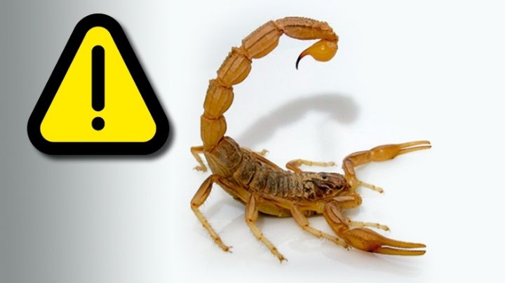 Temporada de alacranes: ¿qué hacer si me pica uno?