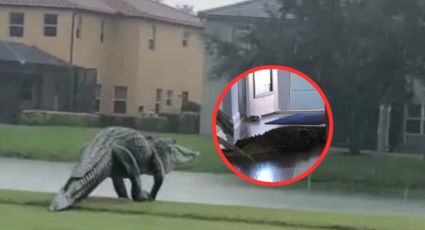 Enorme cocodrilo de 3 metros logra ingresar a la casa de una mujer en Florida