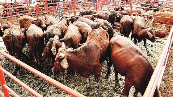 Subsisten ganaderos de Nuevo Laredo, pese a cierre de frontera