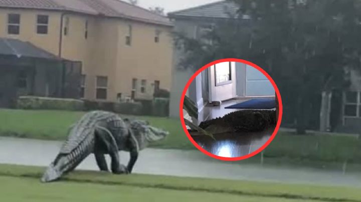 Enorme cocodrilo de 3 metros logra ingresar a la casa de una mujer en Florida