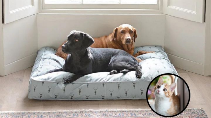 ¿Es legal que te prohíban la renta de una casa por tener mascotas?