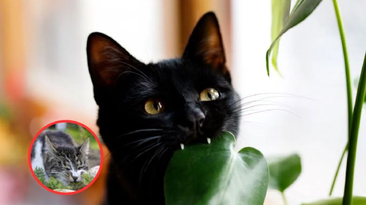 ¿Tienes estas plantas en tu casa? Podrías envenenar a tu gato