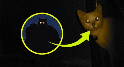 ¿Por qué los ojos de los gatos brillan en la oscuridad de la noche?