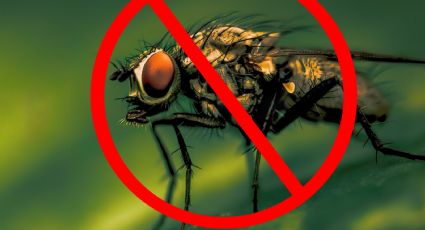 Deshazte de las moscas de forma rápida, segura y sin veneno