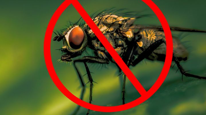 Deshazte de las moscas de forma rápida, segura y sin veneno