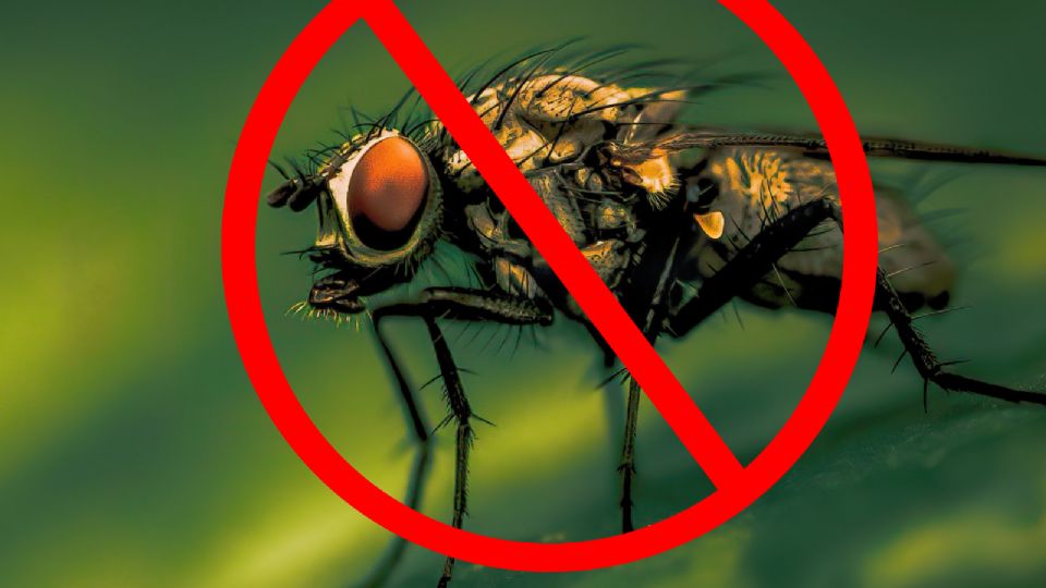 Olvídate de las molestas moscas con este remedio