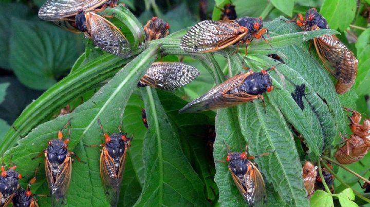 Invasión de billones de chicharras en Estados Unidos; emergerán de la tierra en esta fecha