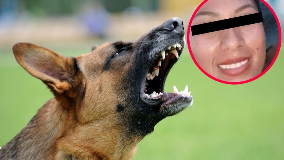 La víctima fue sorprendida por este ataque animal, gritando de dolor y ayuda por la ferocidad de los canes