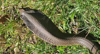 Residente avista una pavorosa cobra en el jardín de su casa en San Antonio, Texas