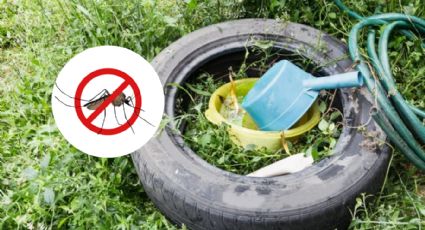 Así puedes evitar la proliferación de zancudos y mosquitos en tu hogar