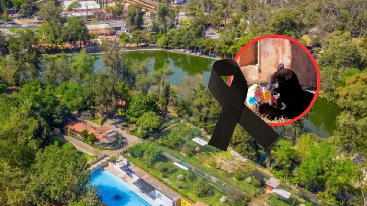 Muere jaguar negro en el Zoológico de Morelia; fue culpa del ayuntamiento