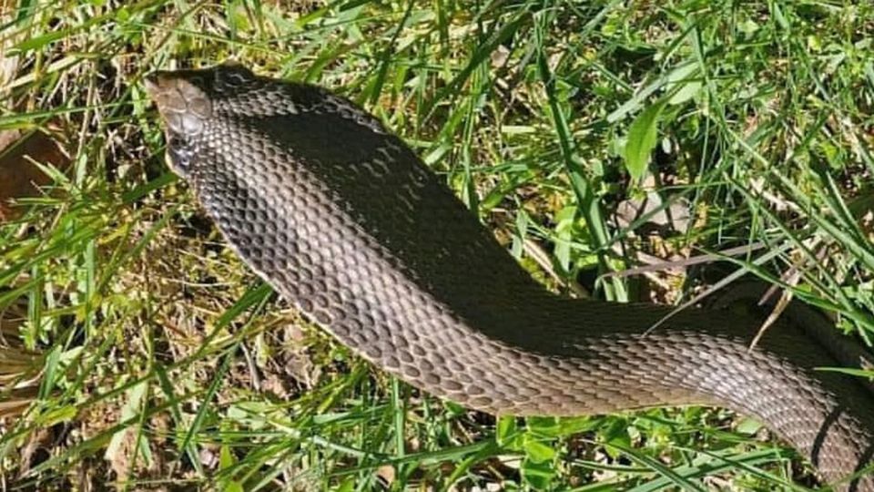 Una cobra en San Antonio