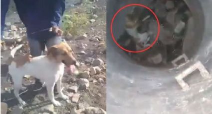 Niños arrojan a perrito dentro de un pozo de 15 metros de profundidad; no le tuvieron piedad