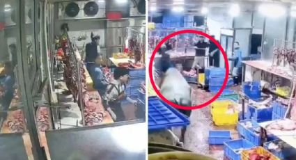 Vaca ataca a empleado de un matadero; tomó venganza de sus amigas | VIDEO