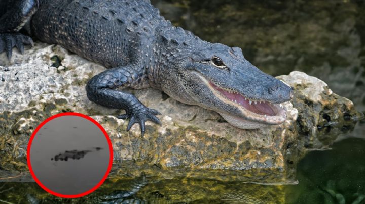 Cocodrilo ataca a niño en playa de Ixtapa; lo mordió en la cabeza y sobrevive