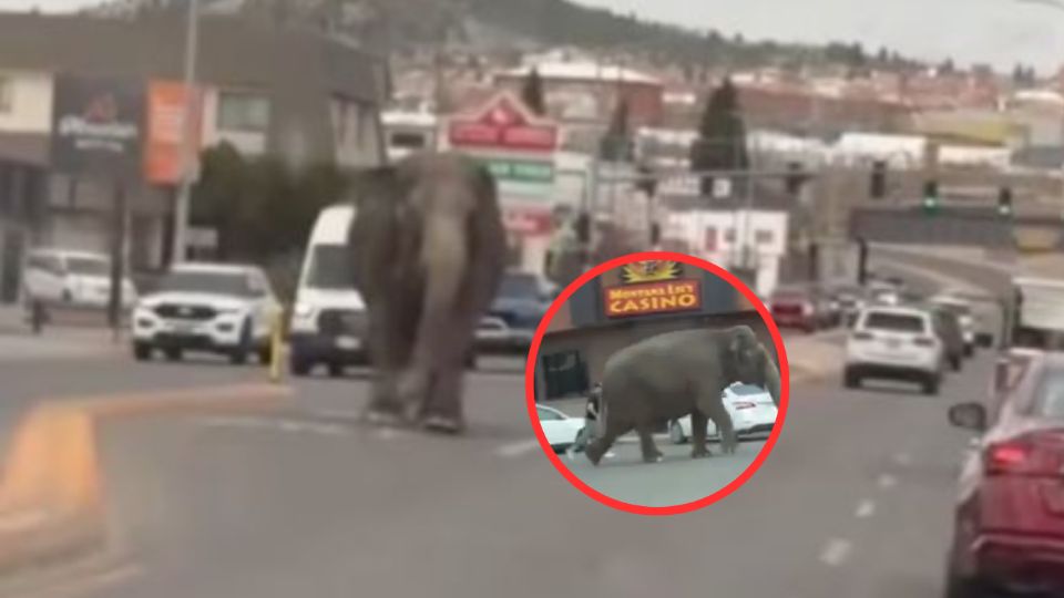 Elefante suelto