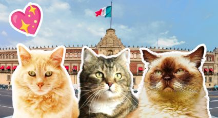Estos son los gatitos que viven en Palacio Nacional bajo el cuidado del Gobierno