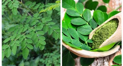 Moringa: estas son las 5 enfermedades que ayuda a combatir