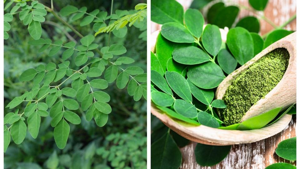 La moringa es relacionada con la cura o control de varias enfermedades.