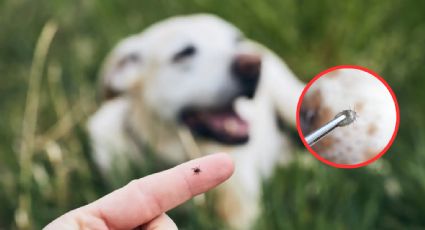 Quítale las garrapatas a tu perro, de esta forma puedes hacerlo seguro y sencillo