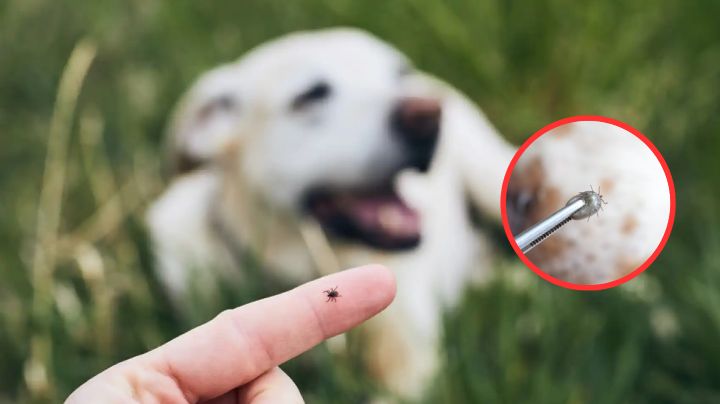 Quítale las garrapatas a tu perro, de esta forma puedes hacerlo seguro y sencillo