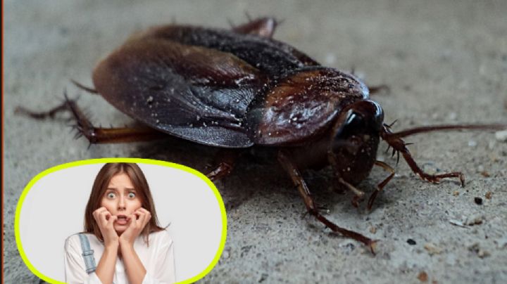 Con esta receta eliminarás las cucarachas de tu casa; la usan en hoteles y restaurantes