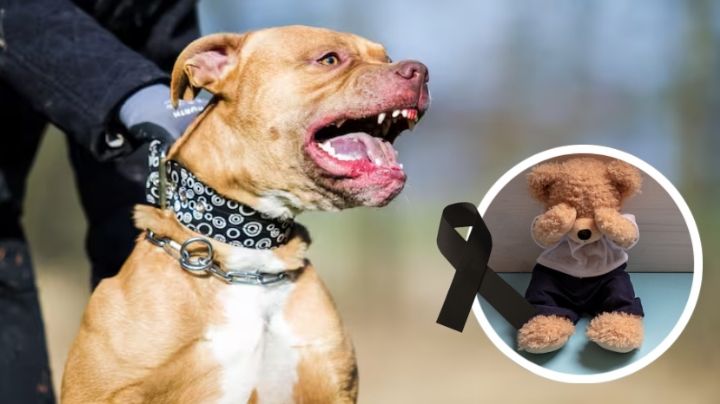 Perros Pitbull atacan y matan a bebé de 15 meses; lo arrancaron de los brazos de su madre