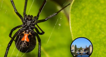 Decomisan en Francia más de 1,000 arañas viuda negra y otros animales venenosos