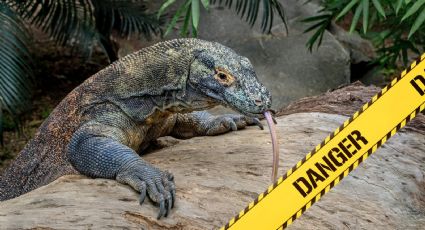 Dragón de Komodo: el sanguinario, despiadado y cruel lagarto que aterra en el mundo