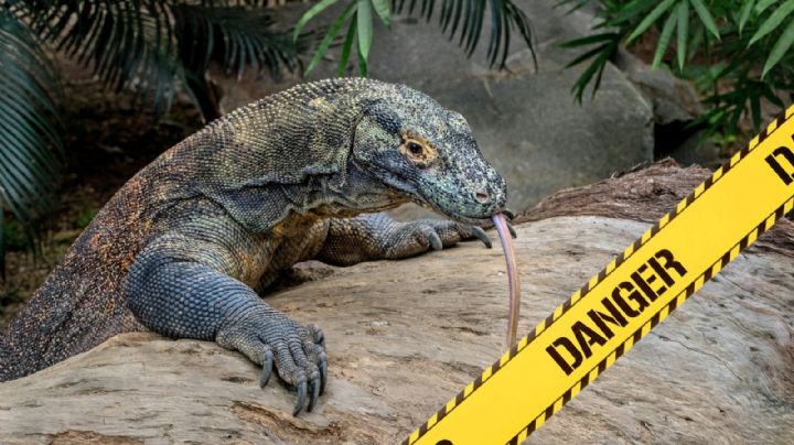 Dragón de Komodo: el sanguinario, despiadado y cruel lagarto que aterra en el mundo