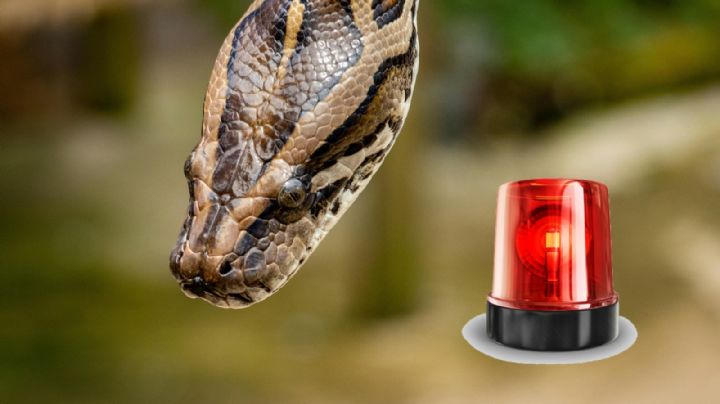 Nuevo Laredo está protegido: hospitales tienen antídotos contra picaduras de animales ponzoñosos