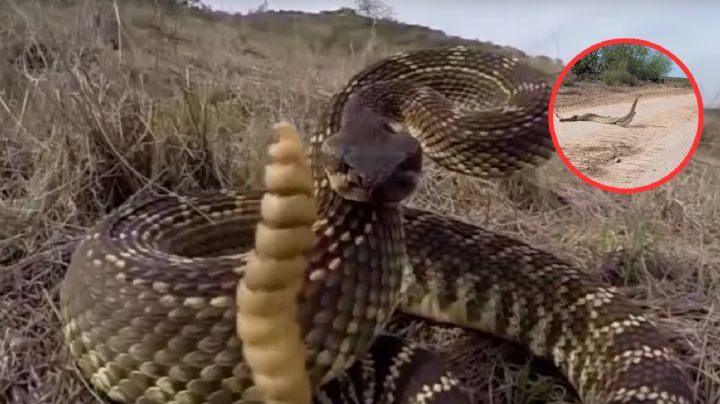 Víboras de cascabel son captadas apareándose; bloquean camino | VIDEO