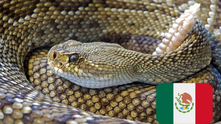 Estas son las especies de víboras venenosas que habitan en México