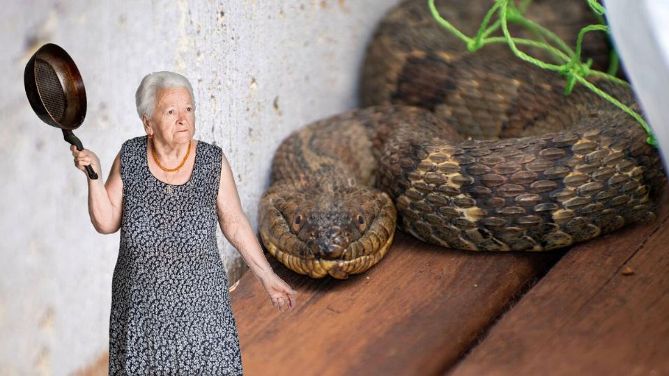 Las víboras llegan a esconderse en nuestra casa por el calor