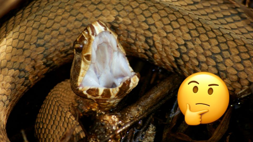 ¿Se puede succionar y escupir el veneno de una serpiente?