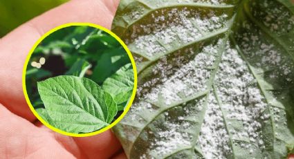 Poderoso repelente de insectos hecho en casa que protege a tus plantas de plagas