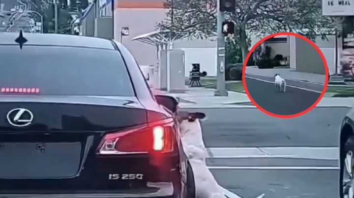 Intenta no llorar: perrito persigue desesperado el coche que lo abandonó | VIDEO