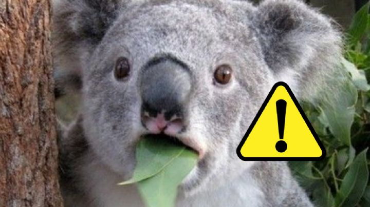 ¿Tiernos?: animales que son sumamente peligrosos pese a su lindo aspecto