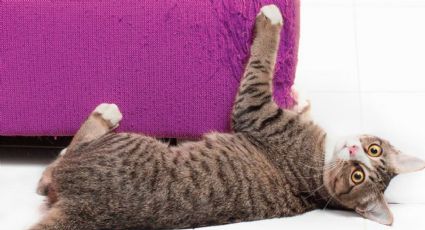 ¿Cómo hacer que tu gato deje de arañar los muebles de tu casa?
