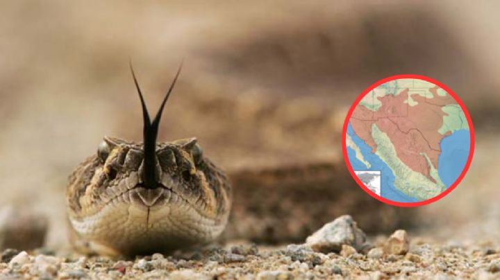 La serpiente venenosa más peligrosa de EU se encuentra en México
