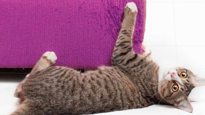 ¿Cómo hacer que tu gato deje de arañar los muebles de tu casa?