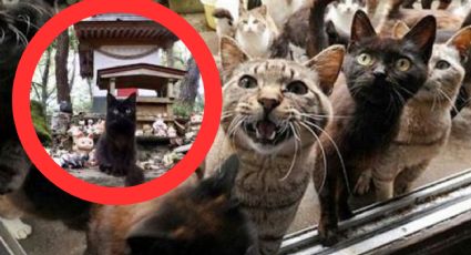 ‘La Isla de los Gatos’: ciudad que tiene 10 veces más mininos que humanos