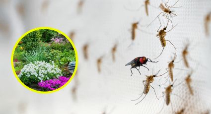 4 Plantas que ayudan a ahuyentar a los mosquitos y moscas de tu casa