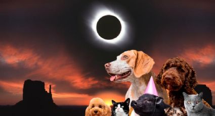 Eclipse Solar 2024: esta es la mejor manera de proteger a tus mascotas