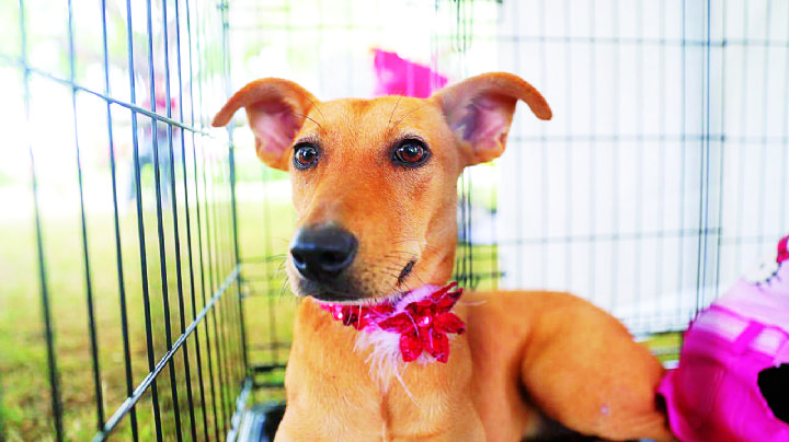 Invitan a feria de adopciones