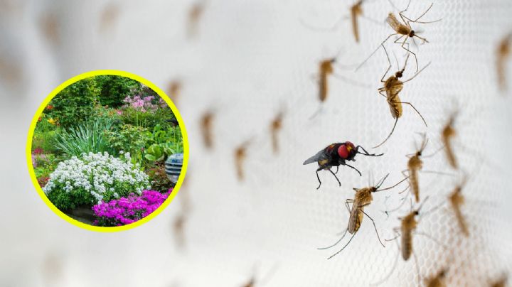 4 Plantas que ayudan a ahuyentar a los mosquitos y moscas de tu casa