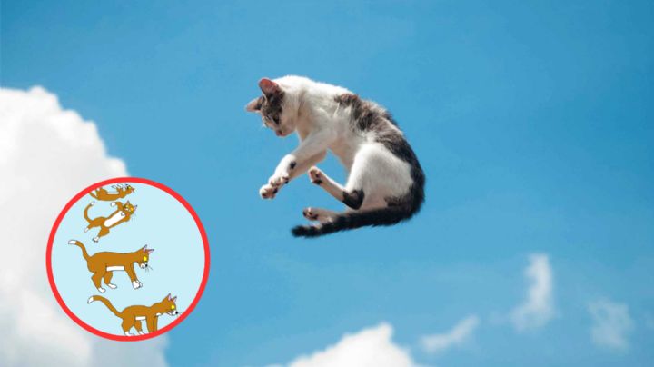 Este es el asombroso motivo por el cual los gatos siempre caen de pie