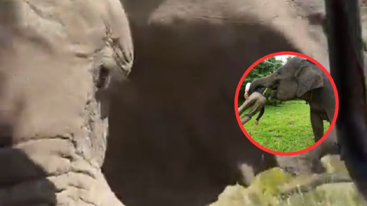 Elefanta mata una mujer y hiere a 5 en safari de África | VIDEO