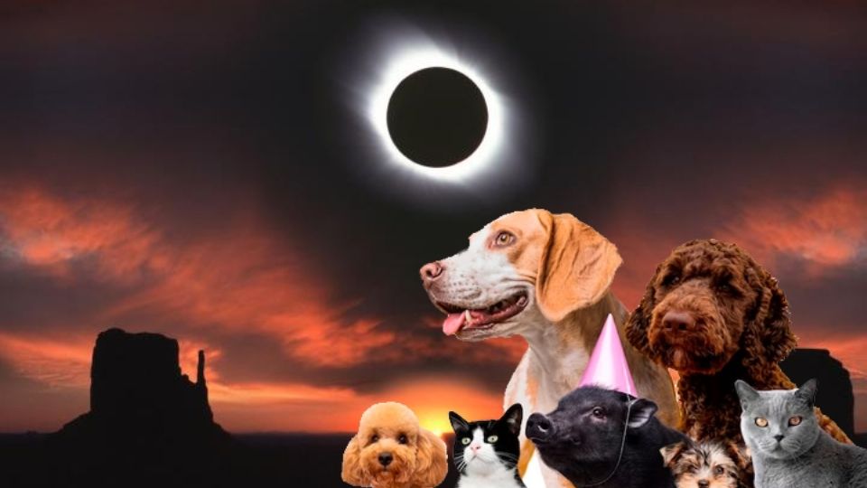 Las mascotas y el eclipse