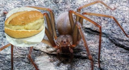 Araña violinista 'chilanga': ¿es más peligrosa? ¿qué tiene de diferencia a las otras?